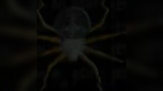 INSEX - 831 Farm (831)