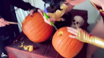 Shiri Allwood Neph and Shiri Smash Pumpkins (Premium Plan)