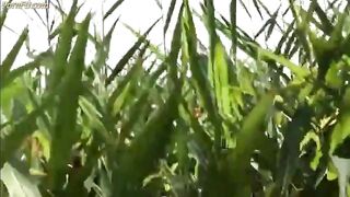 Summer, Sun, Corn & Wanking & Piss 3