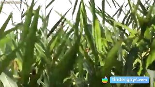 Summer, Sun, Corn & Wanking & Piss 4