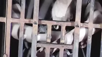 INFERNAL RESTRAINTS ﻿- Caged Cumslut ﻿featuring Melody (part 1)