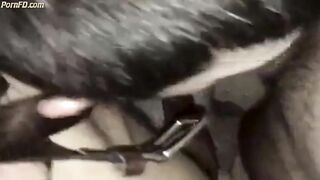 greek blowjob and fucking 2